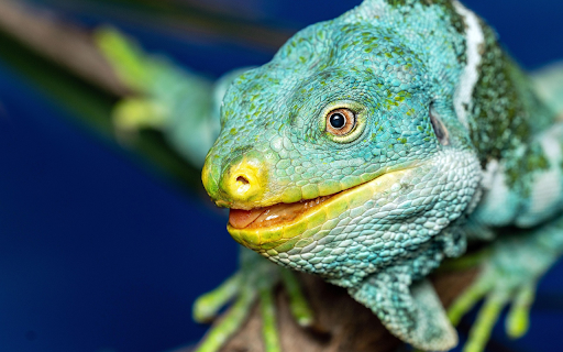 Yellow nosed lizard from Chrome web store to be run with OffiDocs Chromium online Yellow nosed lizard from Chrome web store to be run with OffiDocs Chromium online