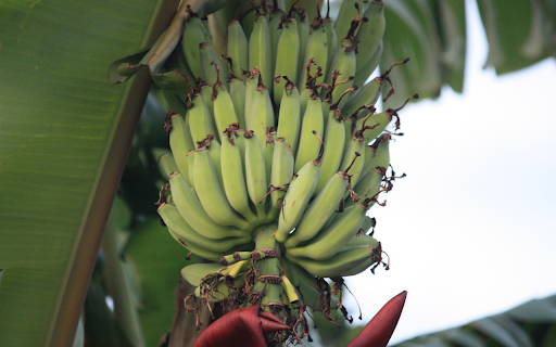 Young bananas from Chrome web store to be run with OffiDocs Chromium online Young bananas from Chrome web store to be run with OffiDocs Chromium online
