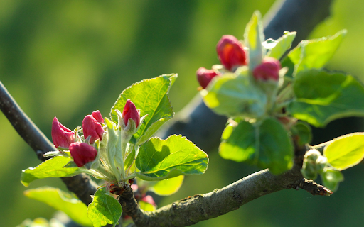 Young buds blooming from Chrome web store to be run with OffiDocs Chromium online Young buds blooming from Chrome web store to be run with OffiDocs Chromium online