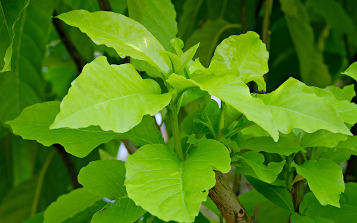 Young green leaves from Chrome web store to be run with OffiDocs Chromium online Young green leaves from Chrome web store to be run with OffiDocs Chromium online