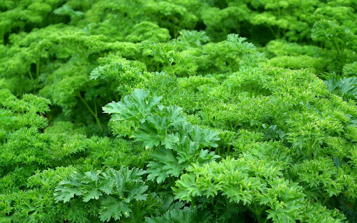 Young green parsley from Chrome web store to be run with OffiDocs Chromium online Young green parsley from Chrome web store to be run with OffiDocs Chromium online
