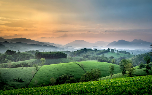 Young green tea hills from Chrome web store to be run with OffiDocs Chromium online Young green tea hills from Chrome web store to be run with OffiDocs Chromium online
