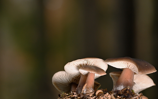 young mushroom bush from Chrome web store to be run with OffiDocs Chromium online young mushroom bush from Chrome web store to be run with OffiDocs Chromium online