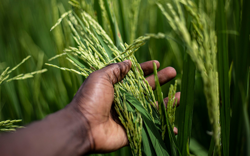 Young rice needs milk from Chrome web store to be run with OffiDocs Chromium online Young rice needs milk from Chrome web store to be run with OffiDocs Chromium online