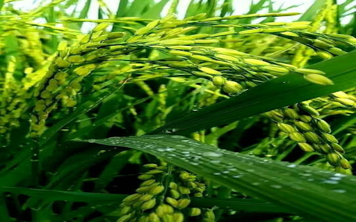 Young rice plant wallpaper from Chrome web store to be run with OffiDocs Chromium online Young rice plant wallpaper from Chrome web store to be run with OffiDocs Chromium online