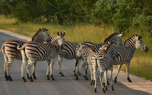 Zebra: The Striped Beauty of the Savannah from Chrome web store to be run with OffiDocs Chromium online Zebra: The Striped Beauty of the Savannah from Chrome web store to be run with OffiDocs Chromium online
