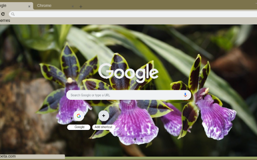 Zygopetalum from Chrome web store to be run with OffiDocs Chromium online Zygopetalum from Chrome web store to be run with OffiDocs Chromium online