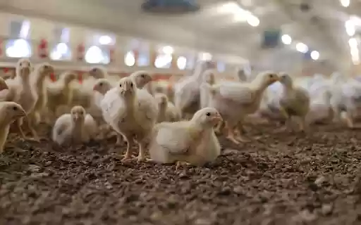 A flock of chicks from Chrome web store to be run with OffiDocs Chromium online A flock of chicks from Chrome web store to be run with OffiDocs Chromium online