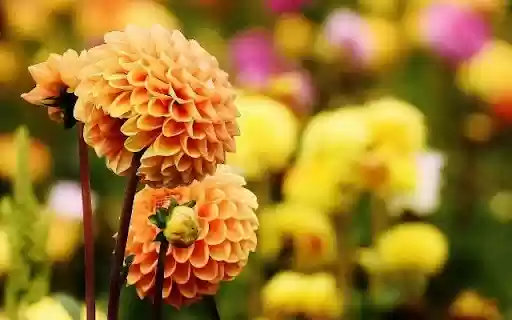 A Golden Orb of Dahlia from Chrome web store to be run with OffiDocs Chromium online A Golden Orb of Dahlia from Chrome web store to be run with OffiDocs Chromium online