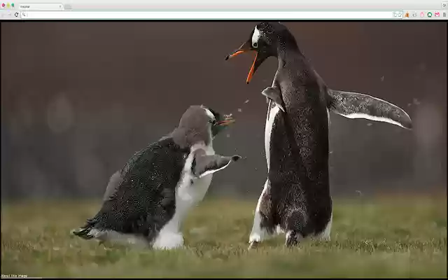 Amazing animals photos from Chrome web store to be run with OffiDocs Chromium online Amazing animals photos from Chrome web store to be run with OffiDocs Chromium online