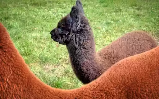 Black and brown alpaca from Chrome web store to be run with OffiDocs Chromium online Black and brown alpaca from Chrome web store to be run with OffiDocs Chromium online