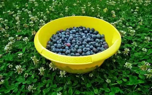 Blueberry pot from Chrome web store to be run with OffiDocs Chromium online Blueberry pot from Chrome web store to be run with OffiDocs Chromium online