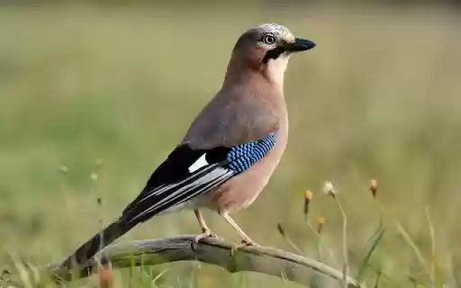 Blue Jay Theme – The Beauty of a Bold and Intelligent Bird from Chrome web store to be run with OffiDocs Chromium online Blue Jay Theme – The Beauty of a Bold and Intelligent Bird from Chrome web store to be run with OffiDocs Chromium online