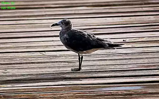 Boardwalk Bird from Chrome web store to be run with OffiDocs Chromium online Boardwalk Bird from Chrome web store to be run with OffiDocs Chromium online