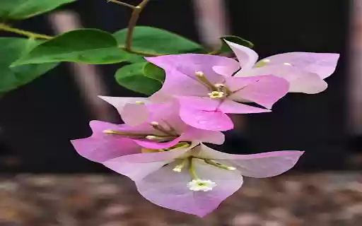 Bougainvillea branch wallpaper from Chrome web store to be run with OffiDocs Chromium online Bougainvillea branch wallpaper from Chrome web store to be run with OffiDocs Chromium online