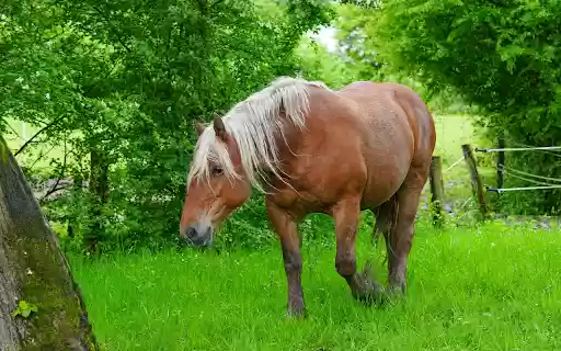 Brown horse with white mane from Chrome web store to be run with OffiDocs Chromium online Brown horse with white mane from Chrome web store to be run with OffiDocs Chromium online