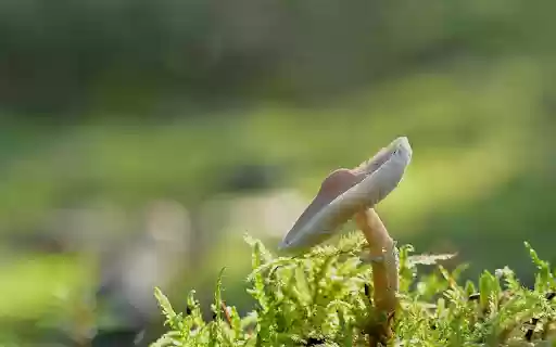 Button mushroom on moss from Chrome web store to be run with OffiDocs Chromium online Button mushroom on moss from Chrome web store to be run with OffiDocs Chromium online