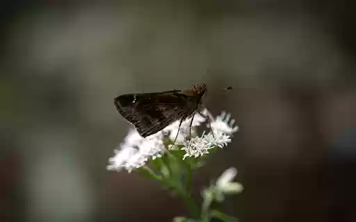 Close up of Moth Pollinating on a White Flower from Chrome web store to be run with OffiDocs Chromium online Close up of Moth Pollinating on a White Flower from Chrome web store to be run with OffiDocs Chromium online
