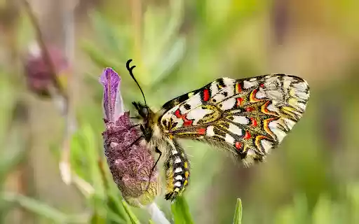 closeup zerynthia rumina butterfly sitting flower garden captured daytime from Chrome web store to be run with OffiDocs Chromium online closeup zerynthia rumina butterfly sitting flower garden captured daytime from Chrome web store to be run with OffiDocs Chromium online