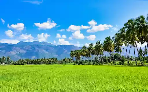 Coconut and rice from Chrome web store to be run with OffiDocs Chromium online Coconut and rice from Chrome web store to be run with OffiDocs Chromium online