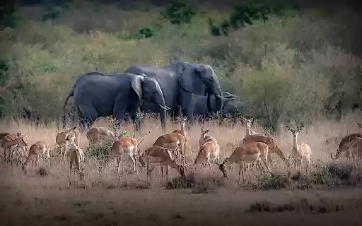 Deer and elephants from Chrome web store to be run with OffiDocs Chromium online Deer and elephants from Chrome web store to be run with OffiDocs Chromium online