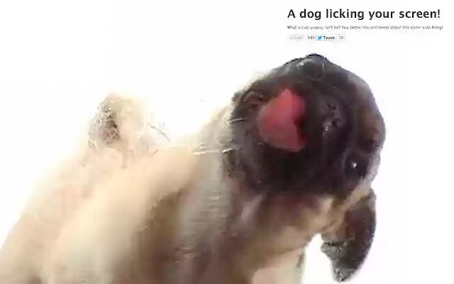 Dog licking your screen from Chrome web store to be run with OffiDocs Chromium online Dog licking your screen from Chrome web store to be run with OffiDocs Chromium online