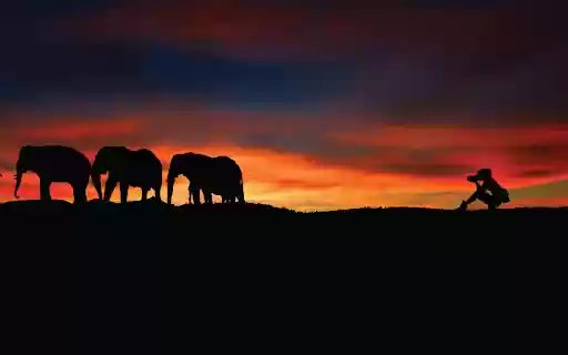 Elephant Sunset from Chrome web store to be run with OffiDocs Chromium online Elephant Sunset from Chrome web store to be run with OffiDocs Chromium online