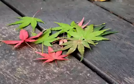 Fallen Maple Leaves from Chrome web store to be run with OffiDocs Chromium online Fallen Maple Leaves from Chrome web store to be run with OffiDocs Chromium online