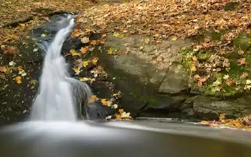 Falling Leaves Stream Bank from Chrome web store to be run with OffiDocs Chromium online Falling Leaves Stream Bank from Chrome web store to be run with OffiDocs Chromium online
