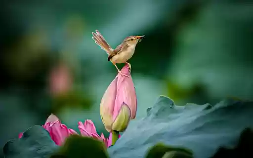 FLOWER AND BIRD Theme from Chrome web store to be run with OffiDocs Chromium online FLOWER AND BIRD Theme from Chrome web store to be run with OffiDocs Chromium online