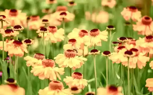 Flower beach from Chrome web store to be run with OffiDocs Chromium online Flower beach from Chrome web store to be run with OffiDocs Chromium online