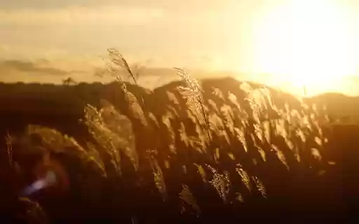 flowers and grass in the sun from Chrome web store to be run with OffiDocs Chromium online flowers and grass in the sun from Chrome web store to be run with OffiDocs Chromium online