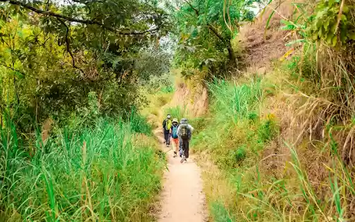 Forest trail from Chrome web store to be run with OffiDocs Chromium online Forest trail from Chrome web store to be run with OffiDocs Chromium online