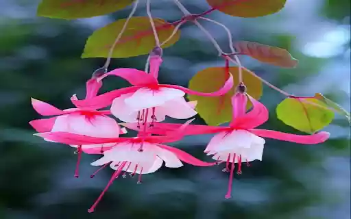 Fuchsia flower wallpaper from Chrome web store to be run with OffiDocs Chromium online Fuchsia flower wallpaper from Chrome web store to be run with OffiDocs Chromium online