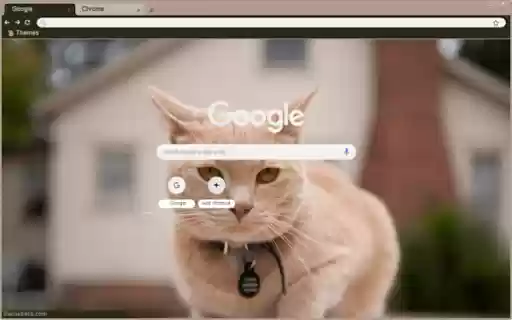Gatinho from Chrome web store to be run with OffiDocs Chromium online Gatinho from Chrome web store to be run with OffiDocs Chromium online