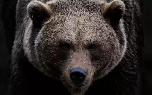 Giant bear from Chrome web store to be run with OffiDocs Chromium online Giant bear from Chrome web store to be run with OffiDocs Chromium online
