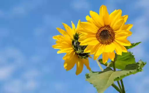 Golden Faces, Skys Azure Canvas from Chrome web store to be run with OffiDocs Chromium online Golden Faces, Skys Azure Canvas from Chrome web store to be run with OffiDocs Chromium online
