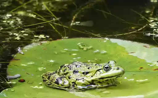 Green Frog on Lily Leaf from Chrome web store to be run with OffiDocs Chromium online Green Frog on Lily Leaf from Chrome web store to be run with OffiDocs Chromium online