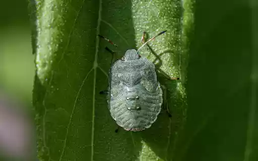 Green stink bug from Chrome web store to be run with OffiDocs Chromium online Green stink bug from Chrome web store to be run with OffiDocs Chromium online