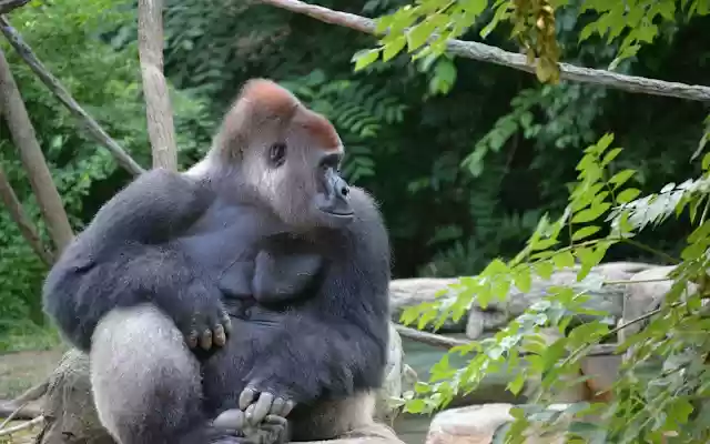 Harambe theme v2 for chromebooks from Chrome web store to be run with OffiDocs Chromium online Harambe theme v2 for chromebooks from Chrome web store to be run with OffiDocs Chromium online