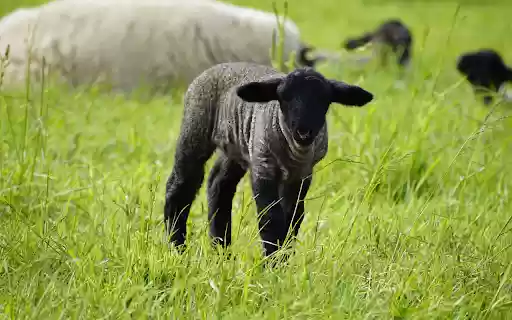 Herd of dark gray sheep in the field from Chrome web store to be run with OffiDocs Chromium online Herd of dark gray sheep in the field from Chrome web store to be run with OffiDocs Chromium online