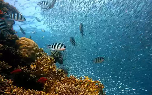 Huge school of fish from Chrome web store to be run with OffiDocs Chromium online Huge school of fish from Chrome web store to be run with OffiDocs Chromium online