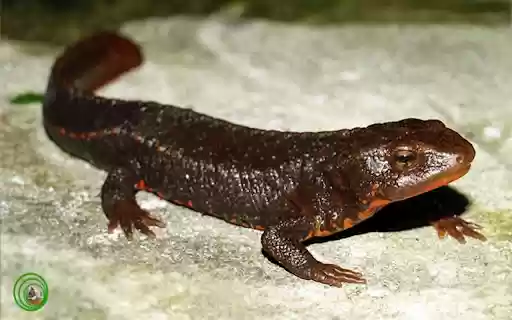 iguana wallpaper from Chrome web store to be run with OffiDocs Chromium online iguana wallpaper from Chrome web store to be run with OffiDocs Chromium online