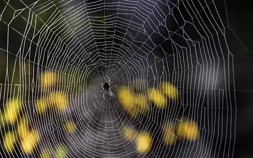 Little spider and big spider web from Chrome web store to be run with OffiDocs Chromium online Little spider and big spider web from Chrome web store to be run with OffiDocs Chromium online