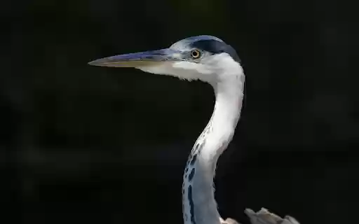 Long necked bird from Chrome web store to be run with OffiDocs Chromium online Long necked bird from Chrome web store to be run with OffiDocs Chromium online