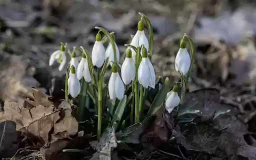 Milky white flower cluster from Chrome web store to be run with OffiDocs Chromium online Milky white flower cluster from Chrome web store to be run with OffiDocs Chromium online