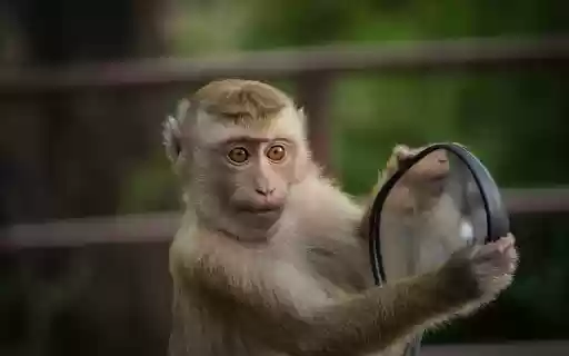 Mischievous monkey from Chrome web store to be run with OffiDocs Chromium online Mischievous monkey from Chrome web store to be run with OffiDocs Chromium online