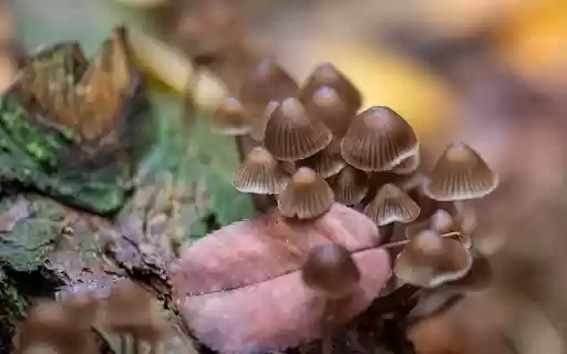 Mushrooms under leaves from Chrome web store to be run with OffiDocs Chromium online Mushrooms under leaves from Chrome web store to be run with OffiDocs Chromium online