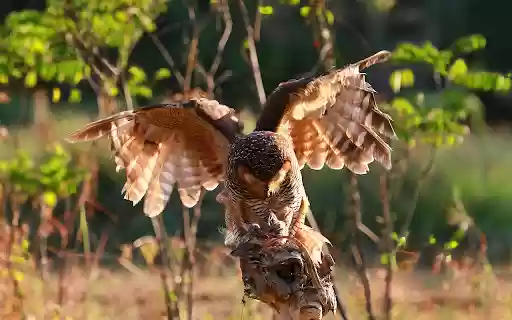 owls catch prey small lizard from Chrome web store to be run with OffiDocs Chromium online owls catch prey small lizard from Chrome web store to be run with OffiDocs Chromium online