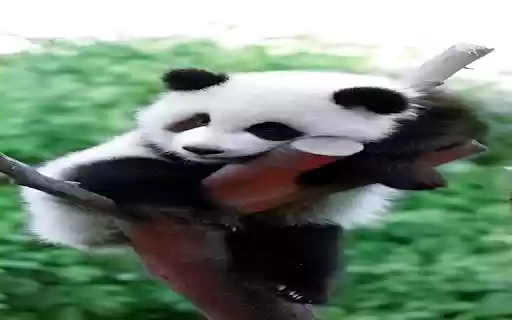 Panda lying on a tree wallpaper from Chrome web store to be run with OffiDocs Chromium online Panda lying on a tree wallpaper from Chrome web store to be run with OffiDocs Chromium online